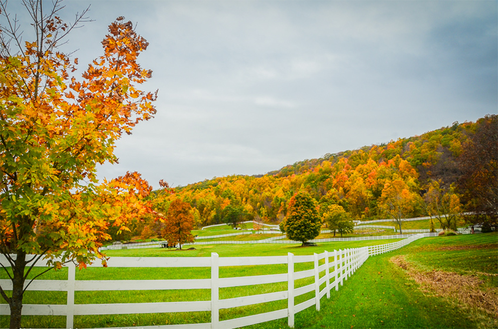 Call Anne Savino, Licensed Real Estate Agent - Equestrian Property Expert - Find a home for your horses